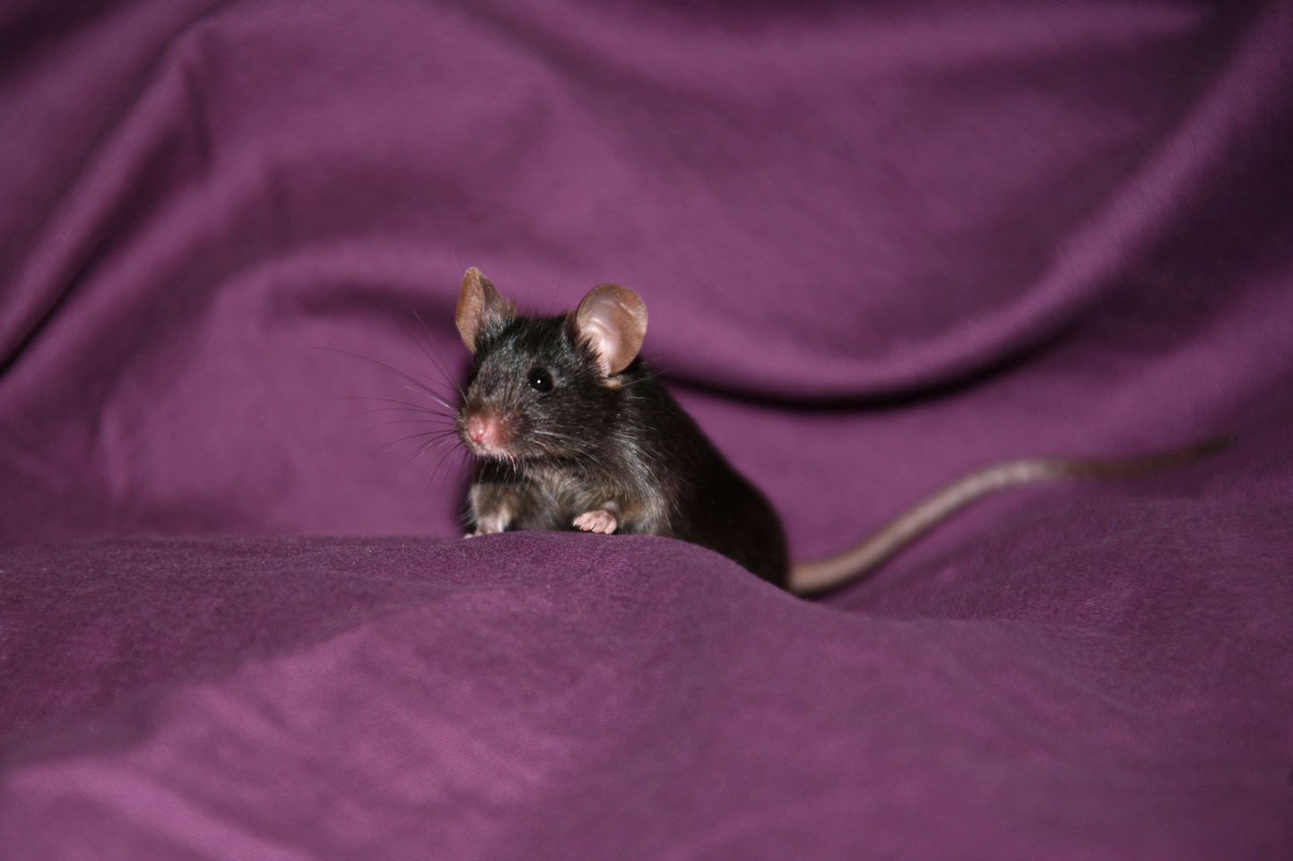NASA teadlased panid hiired leviteerima