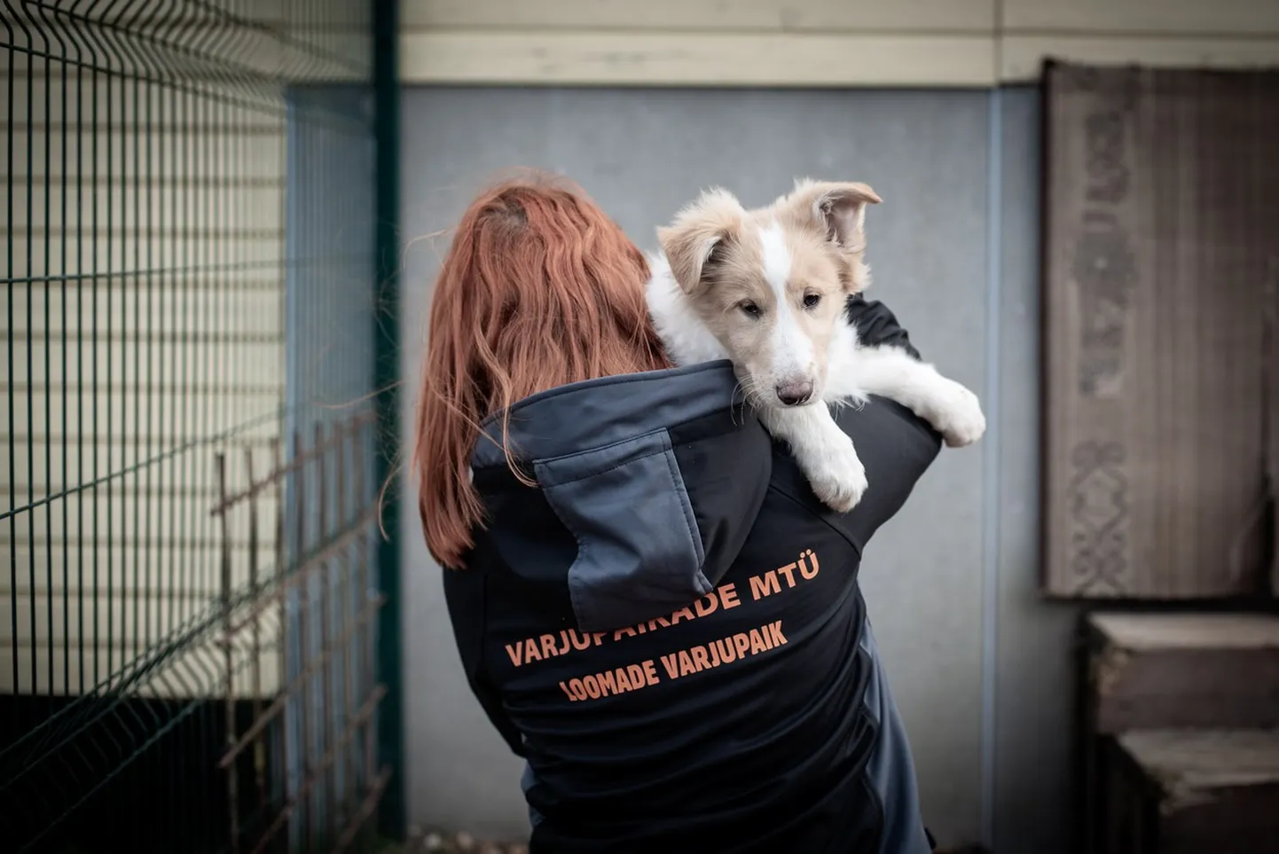 Pärnumaa loomapidajalt ära võetud kutsikas.