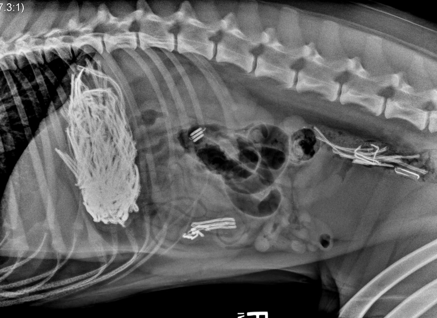 Röntgenvõte koerast, kes oli alla neelanud tükikesi Playstationist.