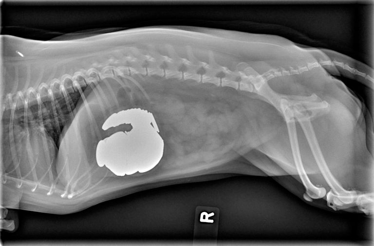 Koer Stella kõhust leiti samuti münte. Foto: Veterinary Practice News / Caters News