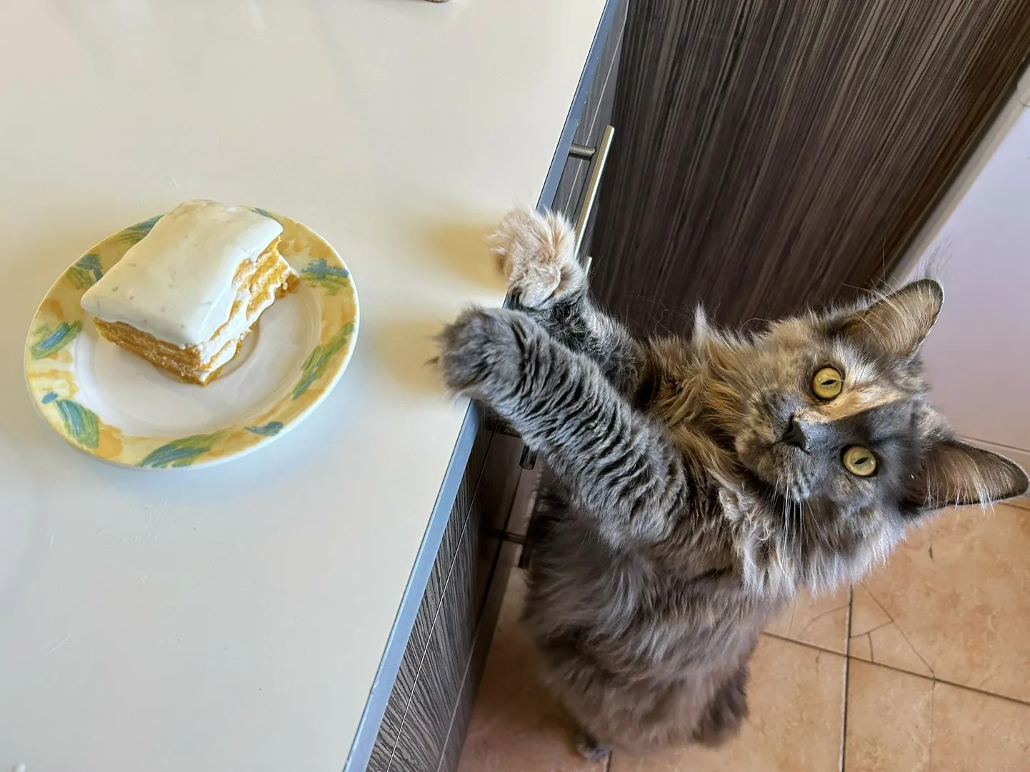 Kass Astrid tahtis porganditorti lähemalt näha.