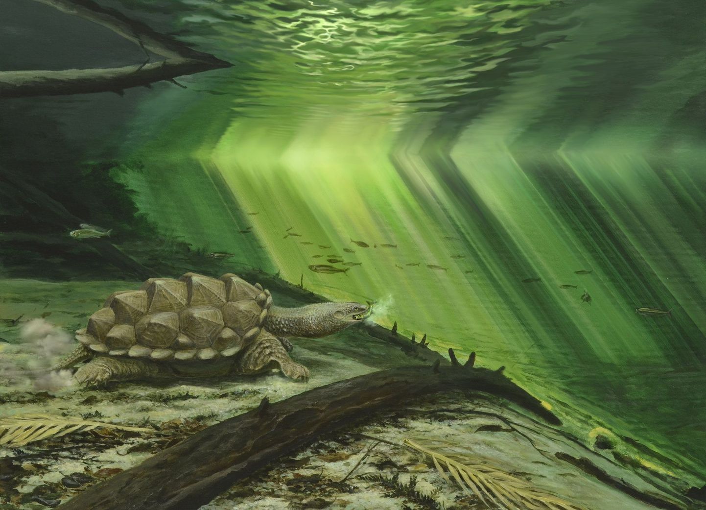 Kunstniku kujutis Plathycelys oberdorferist ja tema keskkonnast. Pildil heidab kilpkonn oma pead kiiresti ettepoole, et püüda möödaminevaid kalu.