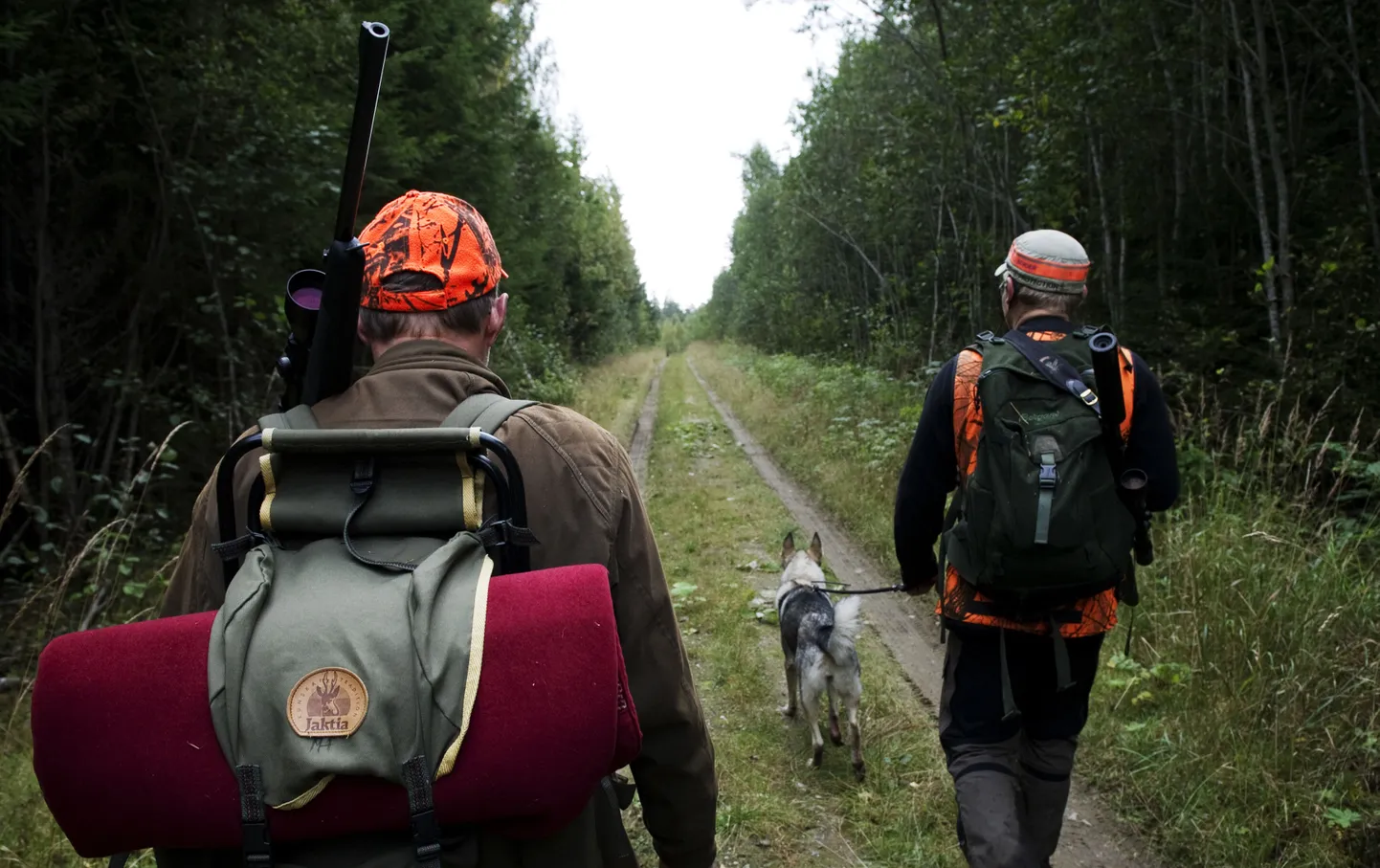 Kaks jahimeest koos koeraga jahihooajal Nedansjoe lähedal Sundsvallist läänes asuvas metsas jalutamas.
