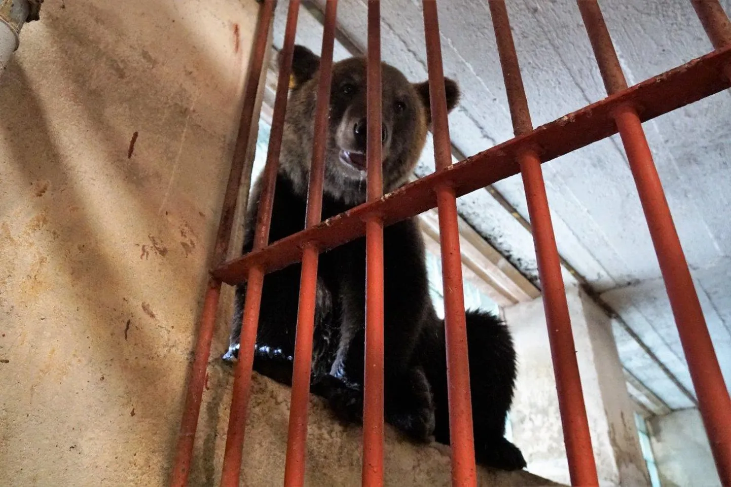 The young male bear Prosha was brought to Tallinn Zoo.