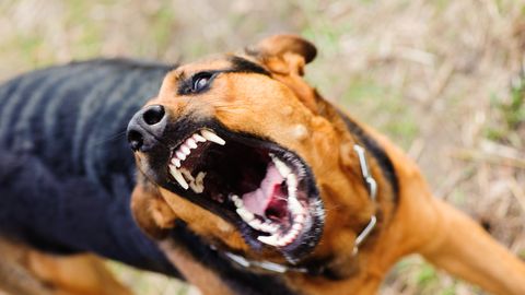 Mida kindlasti teha ei tohi: spetsialist selgitab, kuidas käituda koera rünnaku korral