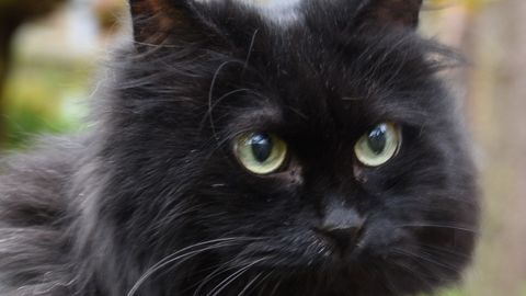 PÄEVAKÄPP ⟩ Üliharuldase tõukassi elu ripub juuksekarva otsas: tema elu päästaks vaid see, kui...