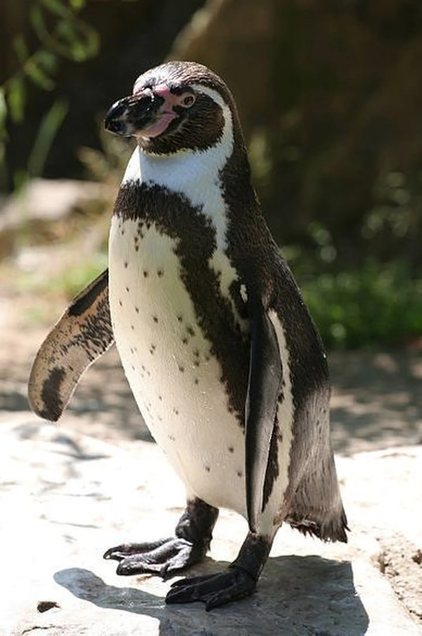 Humboldti pingviin