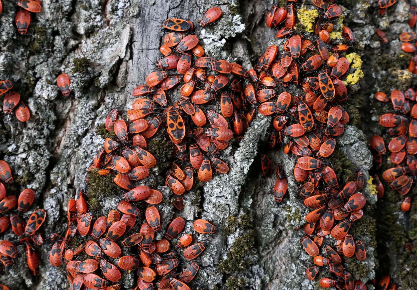 В понедельник днем ​​улица Реммельга в Аннелинне районе кишила бесчисленными красными жуками как на земле, так и на деревьях.