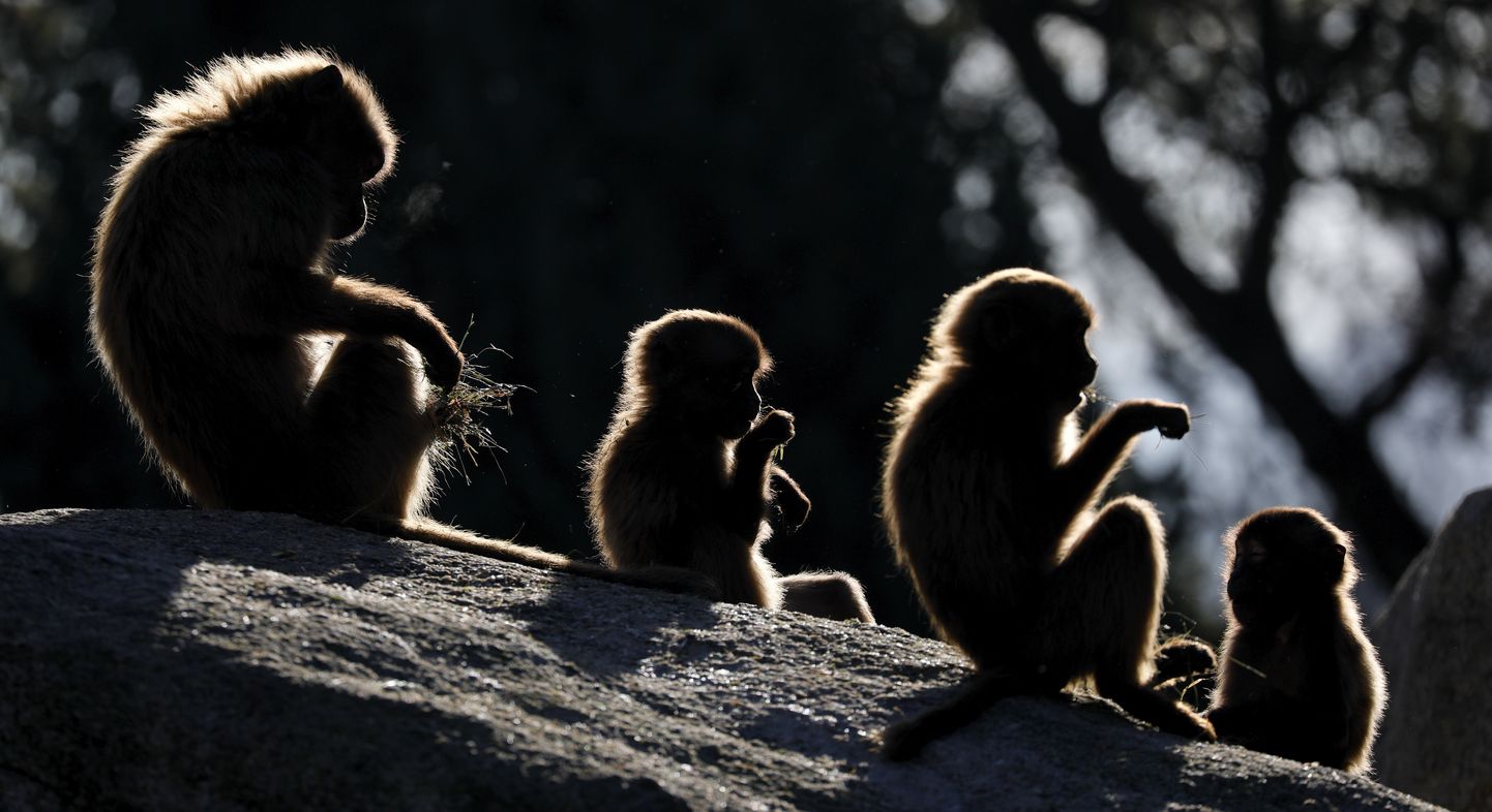 Geladas pērtiķi zoodārzā. Ilustratīvs attēls