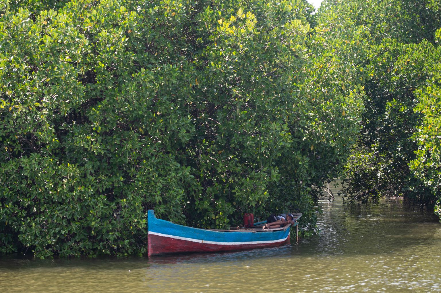 Kalur magab mangroovimetsas oma paadis. Foto on illustreeriv.