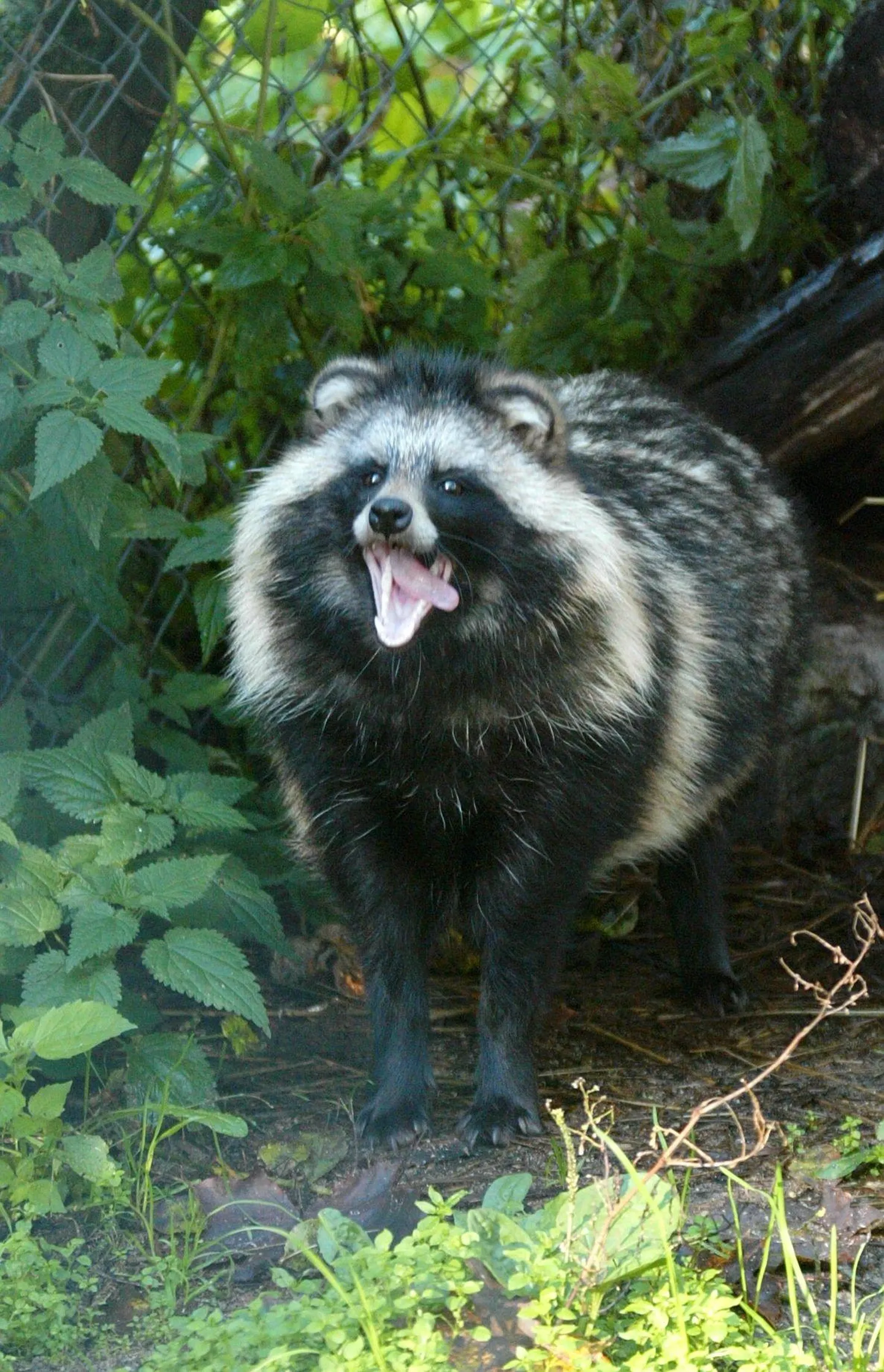 Kährikkoer.
