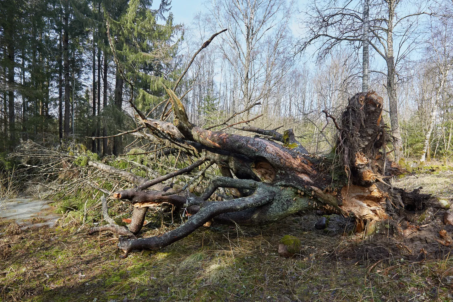 Pältre lühterkuusk 2017. aasta aprillis