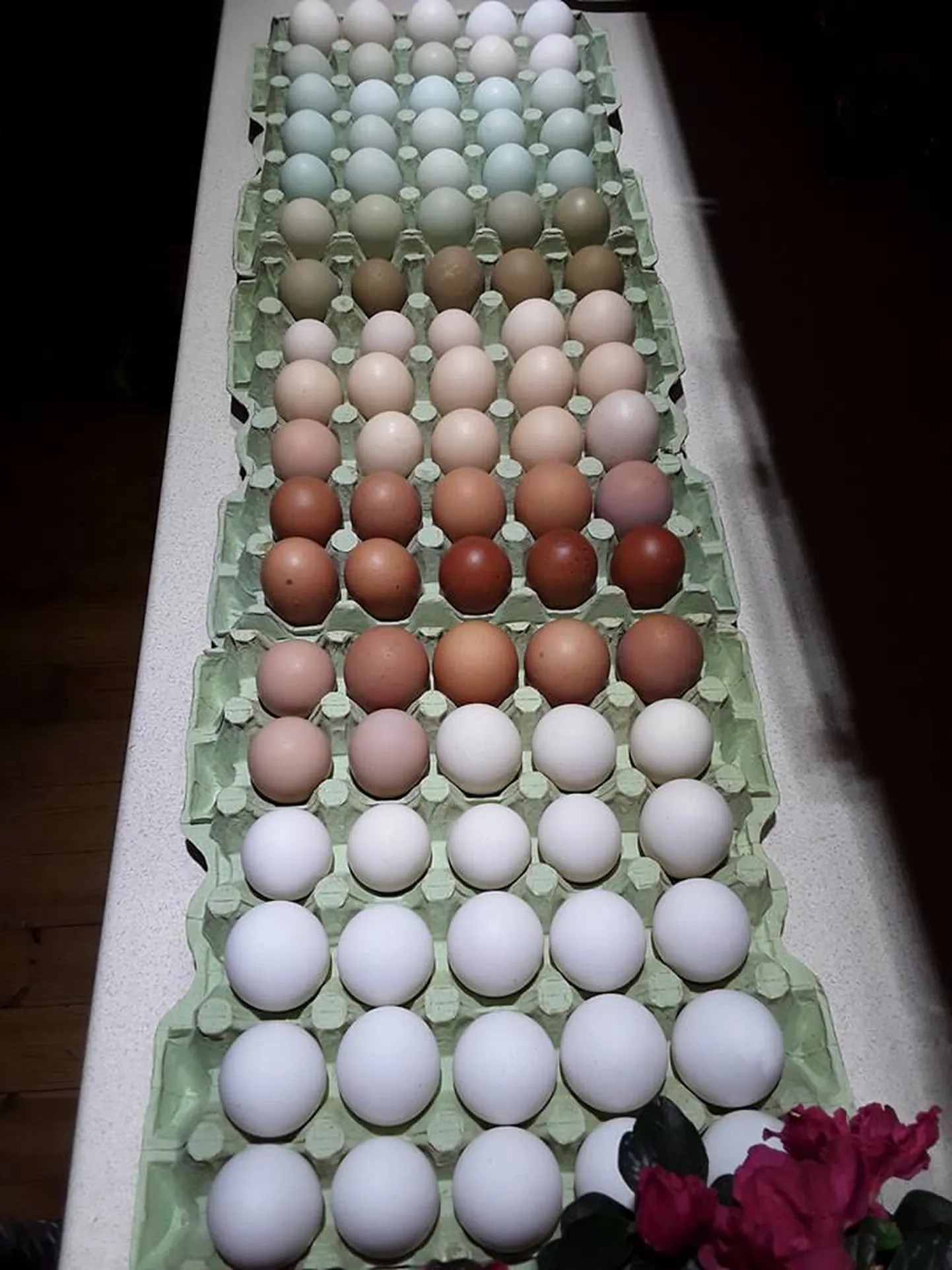 Mäeotsa hobitalu värvilised kanamunad