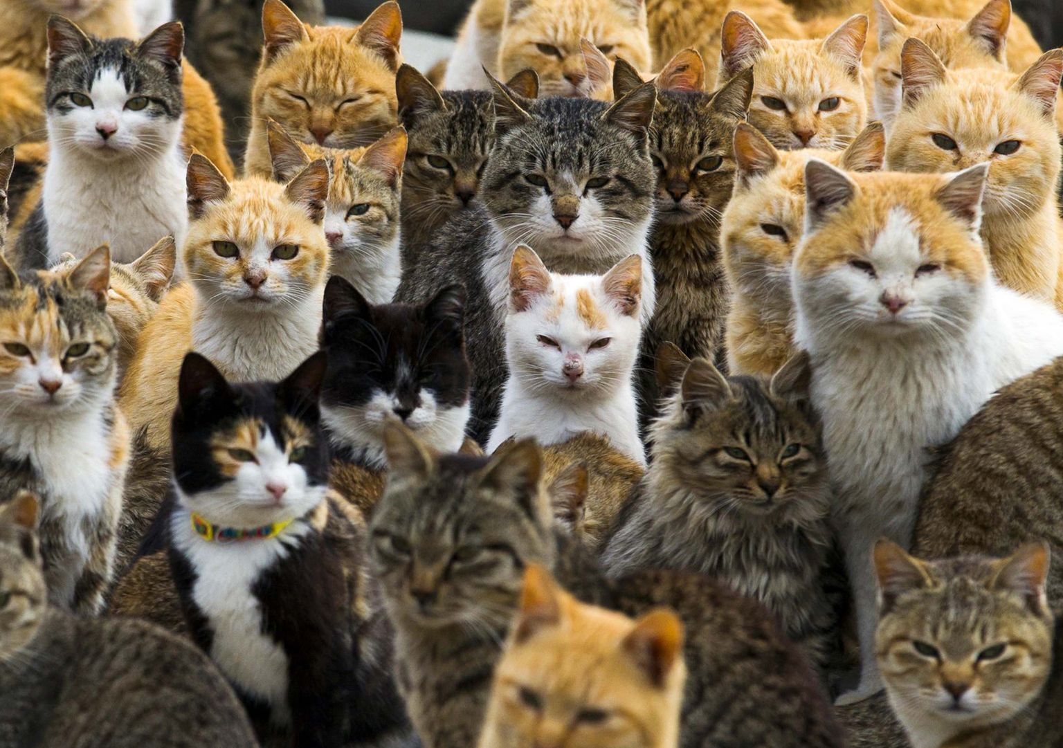 Pildil on palju emaseid kasse, kuid teadaolevalt pole ükski neist selle looga seotud.